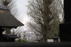 古刹の桜/私的横浜の桜