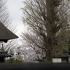 古刹の桜/私的横浜の桜