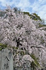 ご近所のしだれ桜
