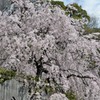 ご近所のしだれ桜