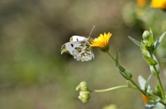 今日の出会い２題　②/花・草木＋α