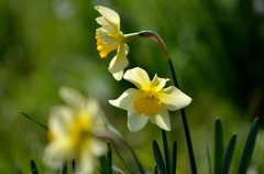 スイセン(属)/花・草木
