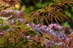 花・草木/雨上がりの紅葉２－１