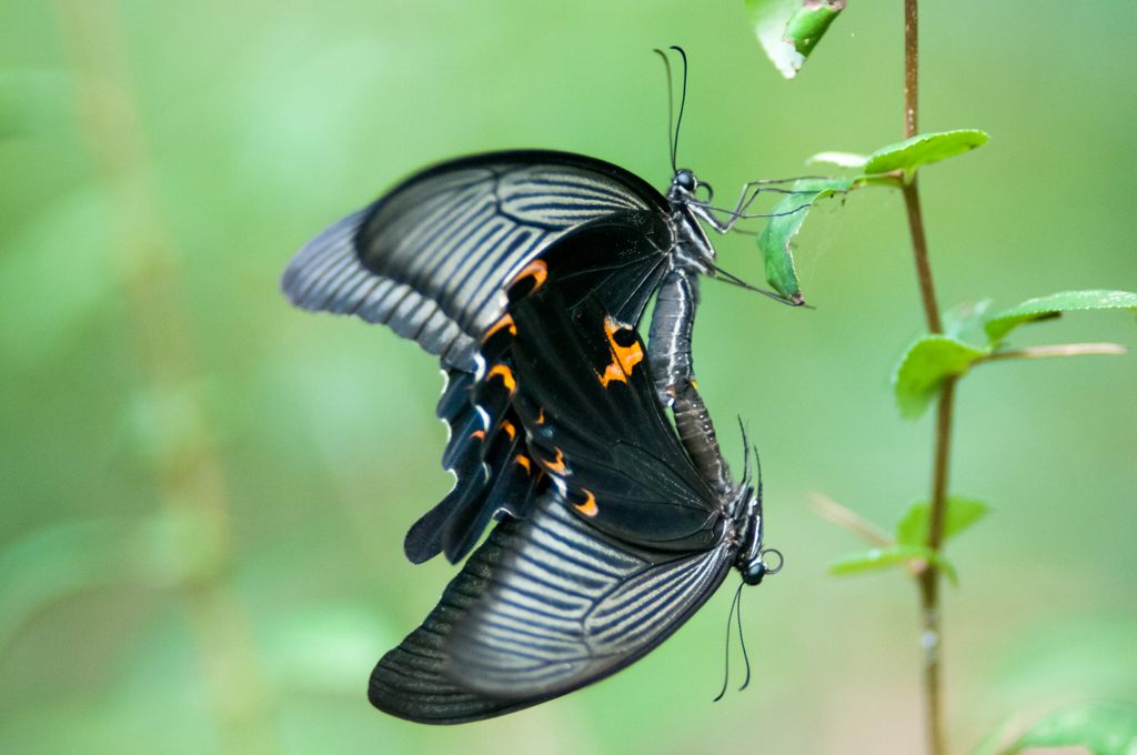 クロアゲハの交尾・１/◆新・花草木+α