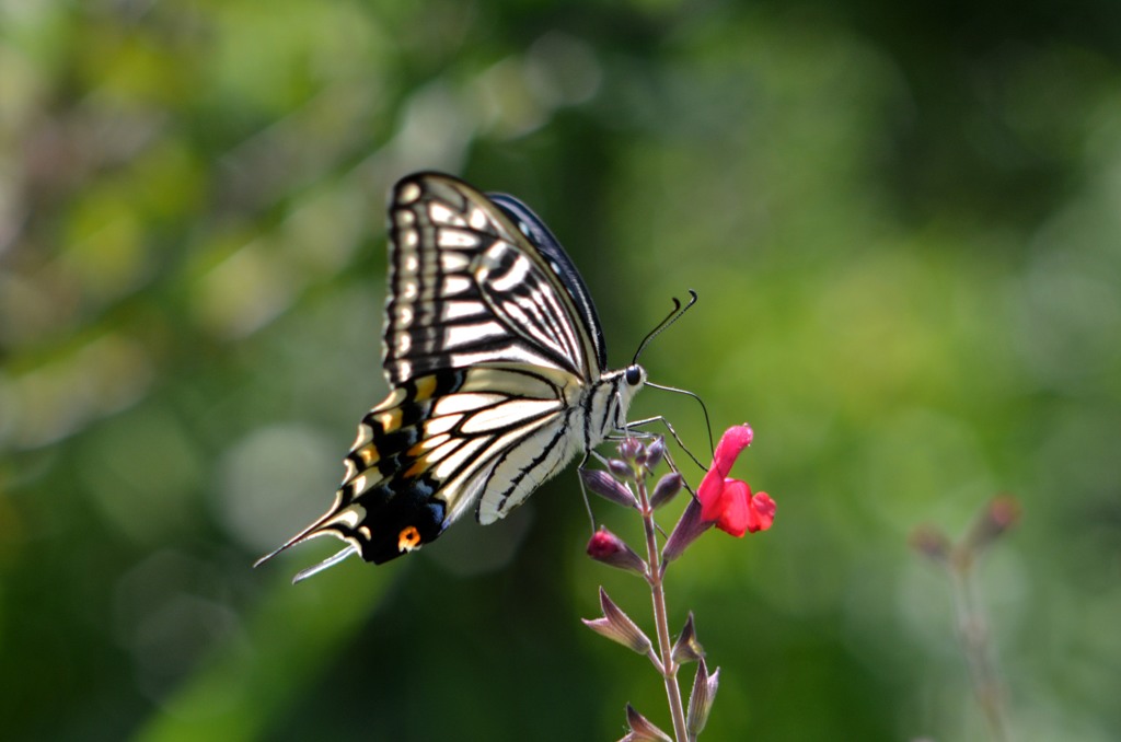 アゲハ４題　②/花・草木＋α