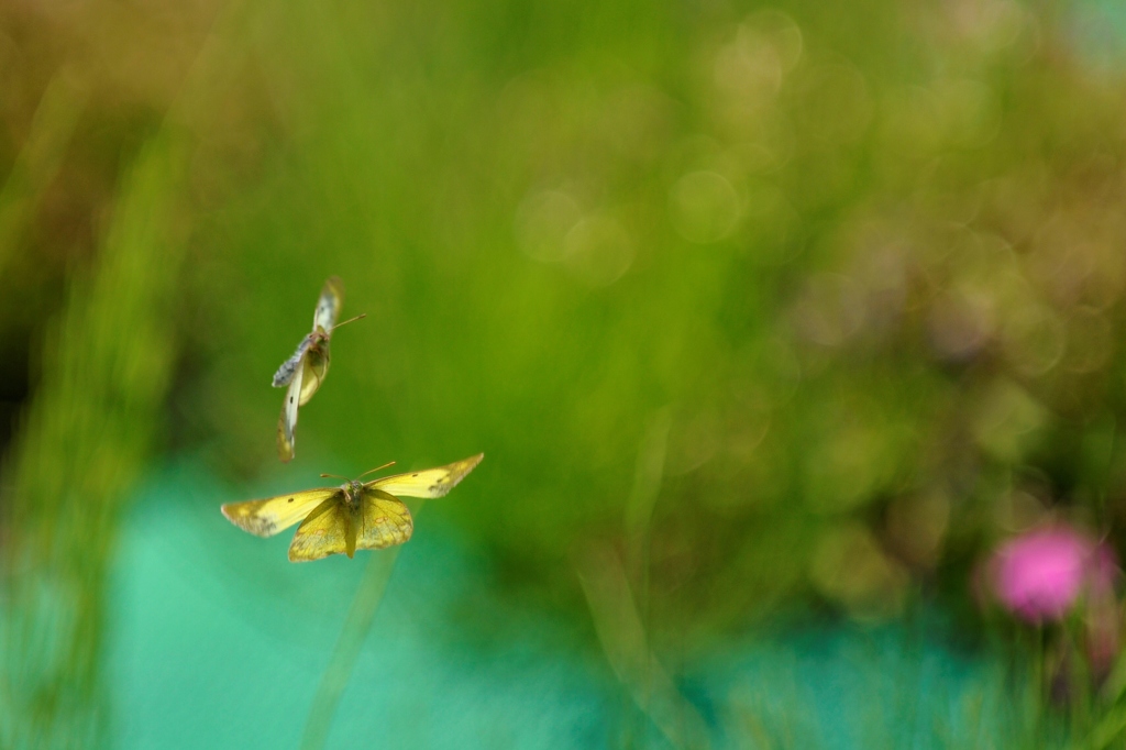 キチョウ２頭/◆花・草木+α
