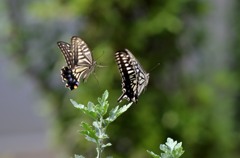 二頭の飛翔　２題①/花・草木＋α