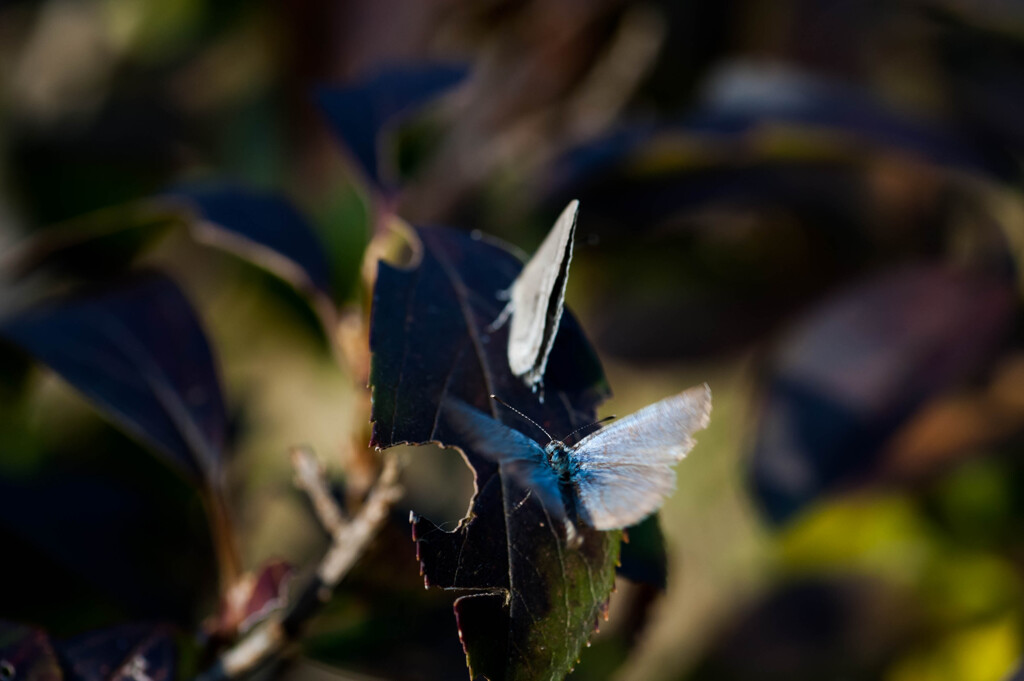 まだ居る！・15 / 飛ぶシジミ