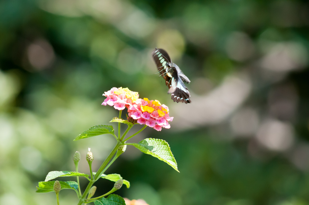 息抜き・３/(新)◆花・草木＋α