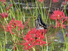 私的写真句 / iphoneスケッチ