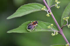 何で葉っぱ持ってんの？/花・草木＋α