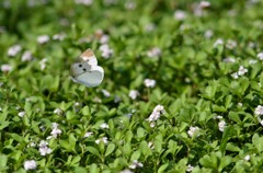 花・草木＋α/モンシロチョウ　２－１