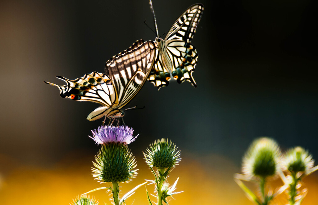 アタック！・1 / 私選二頭撮り