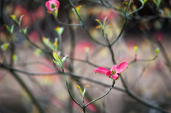 気になっていた花/(新)私的花・草木