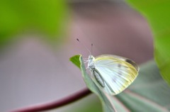 花・草木＋α/蝶５題①　貴婦人のようだなー！