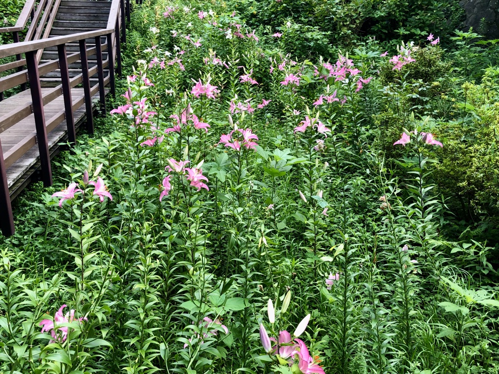 穴場に咲くユリ / iphoneスケッチ・5５