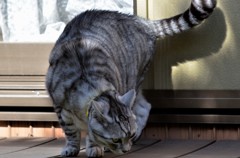 猫/猫を感じました