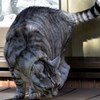 猫/猫を感じました