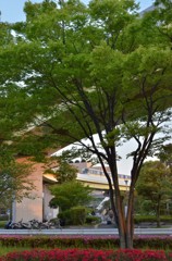 横浜/シーサイドラインとツツジ