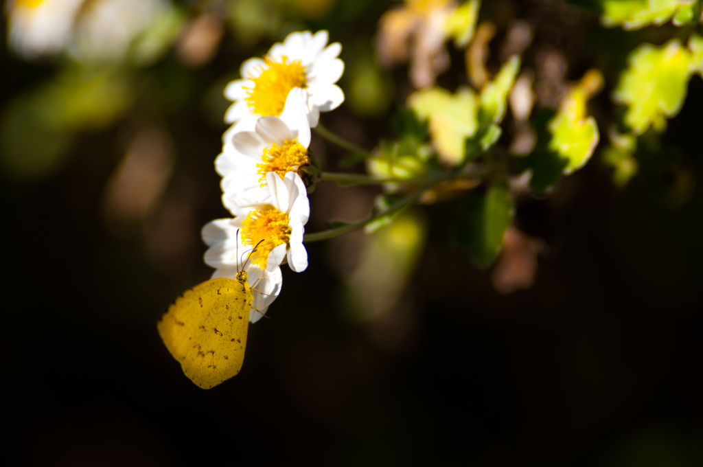 冬キチョウ＆写真句/(新)花・草木＋α