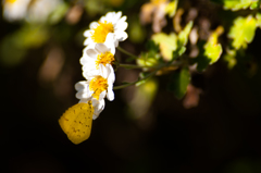 冬キチョウ＆写真句/(新)花・草木＋α