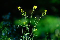 菜の花が