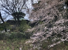 横浜八聖殿の桜