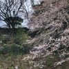 横浜八聖殿の桜