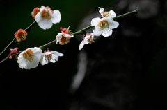 桜/花・草木
