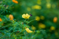 キバナコスモス/私的花・草木