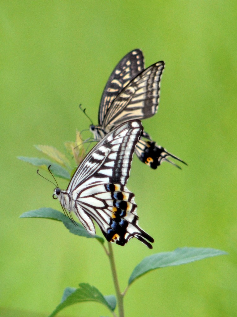 花・草木＋α/在庫一掃？　②