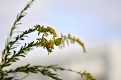 花・草木＋α/モンキチョウ(訂正：キチョウ)２題　①