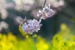 河津桜・5まで