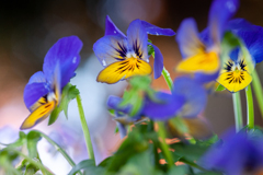 花の名前は