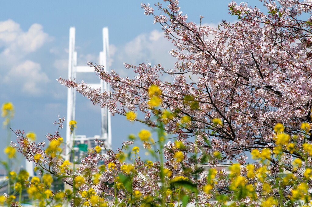 ベイブリッジと桜