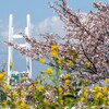 ベイブリッジと桜