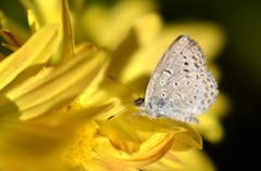 花・草木＋α/シジミ３題　③