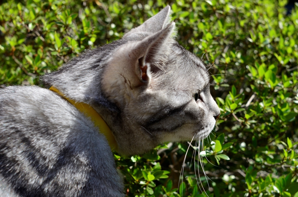 猫/獲物発見!?