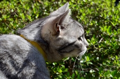 猫/獲物発見!?