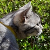 猫/獲物発見!?