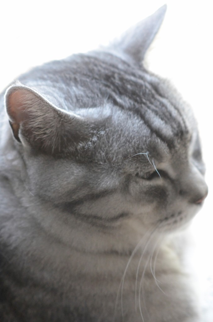 猫/何哲学しているんでしょうね…