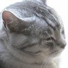 猫/何哲学しているんでしょうね…