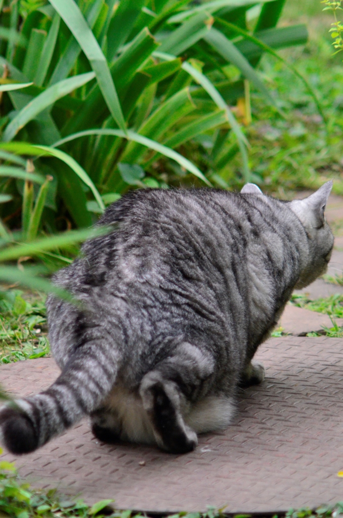 猫/猫三題　３－３