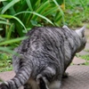 猫/猫三題　３－３