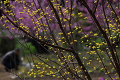 春の光景/私的花・草木