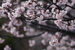 彼岸桜/私的花・草木