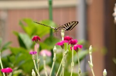 アゲハ２題　②/花・草木＋α