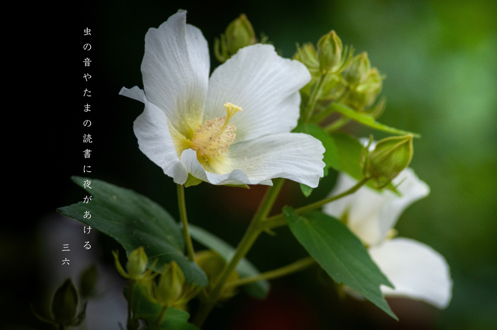 私的写真句