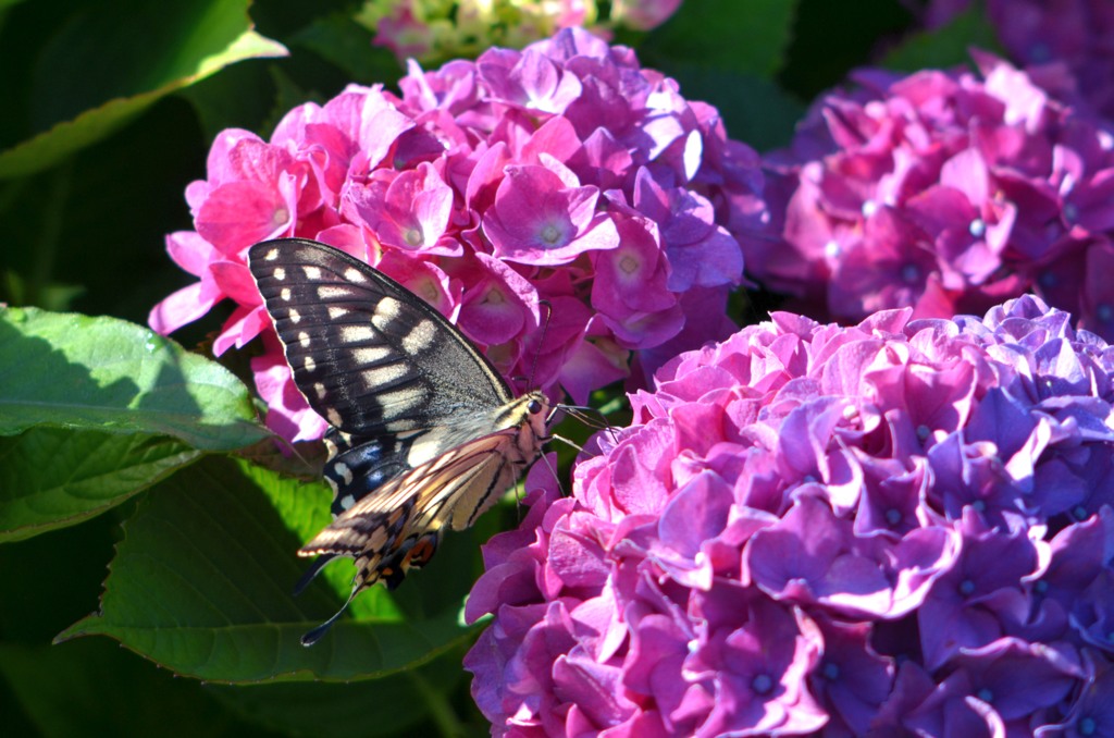 とにかく紫陽花とアゲハ/花・草木＋α