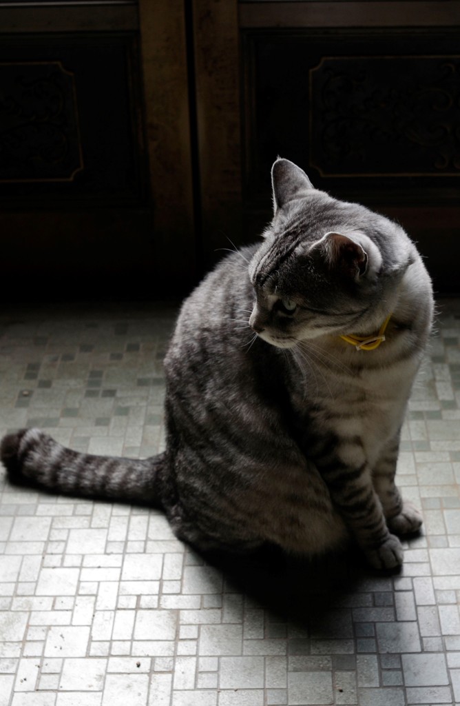 猫/ポーズ取ってくれました